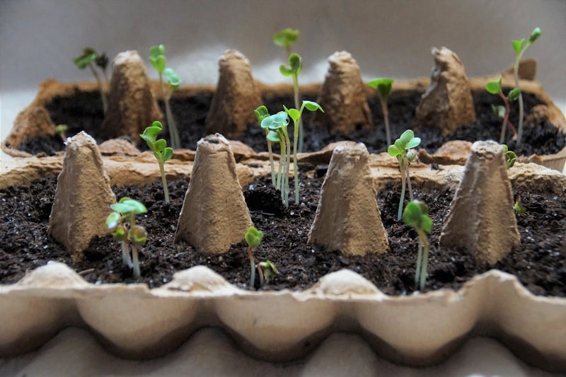 Balcony Planting Ideas