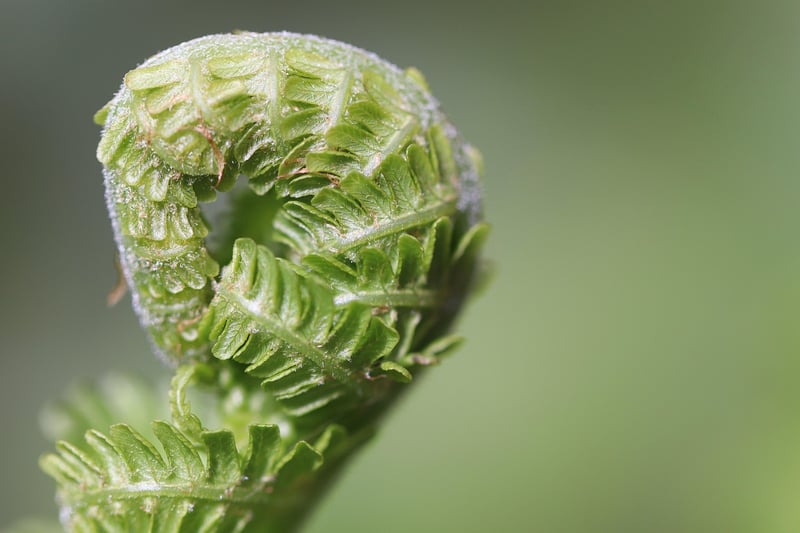Summer Harvesting Tips
