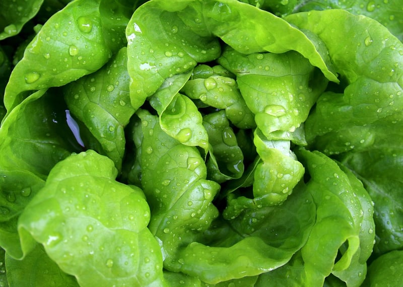 Salad Box