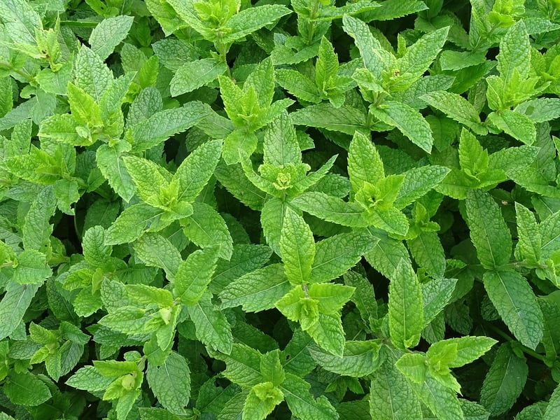 Herb Garden